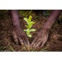 1 tree planted with Reforest'Action
